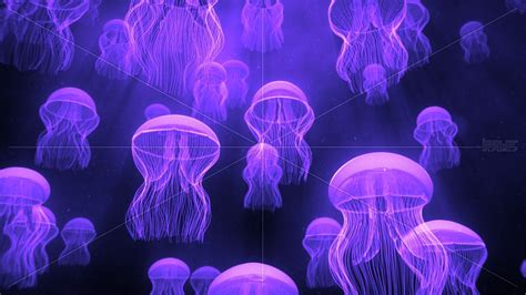 Glowing Jellyfish Wallpapers - Wallpaper Cave