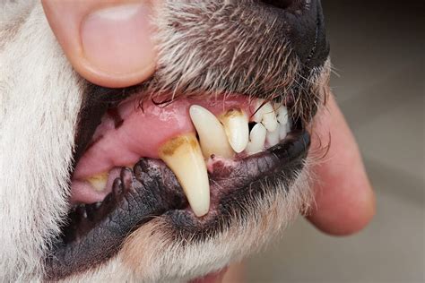 5 Ways To Clean Your Dogs Teeth