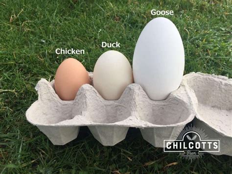 Duck Eggs? - Topic