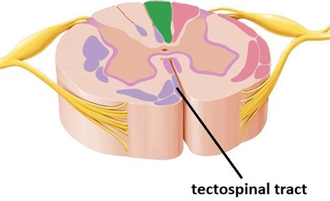 Know your spinal cord – The Tectospinal tract | Lunatic Laboratories