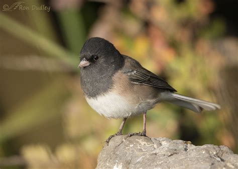 Dark Eyed Junco : Dark Eyed Junco Birdforum Opus Birdforum - Free for ...