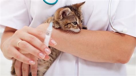 How often do cats need rabies shots? | PetsRadar