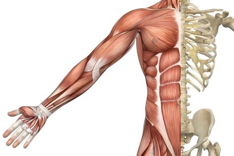 Muscle Tissue PNG Transparent Muscle Tissue.PNG Images. | PlusPNG