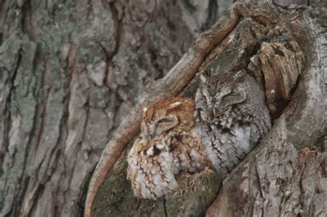 Cutely Camouflaged! | Camouflage, Screech owl, Birds