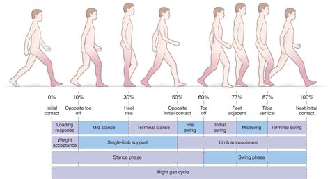 Gait and Posture Analysis | Musculoskeletal Key