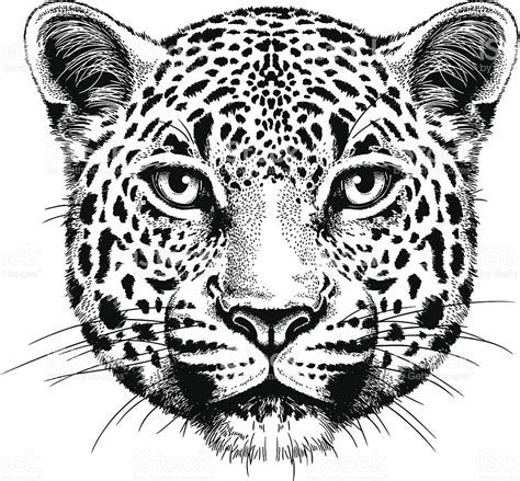 Leopard Face Drawing at GetDrawings | Free download