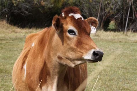 Jersey Cow Farming, Feed Chart, Milk, Breed Facts | Agri Farming