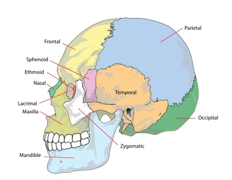 Do The Bones Of The Head Move? - Osteopathy New York, P.C.Osteopathy ...