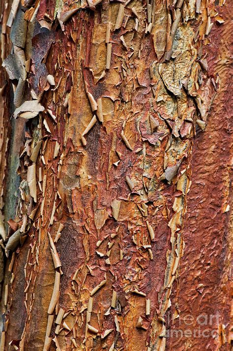 Paperbark Maple Tree Bark Photograph by Tim Gainey - Pixels