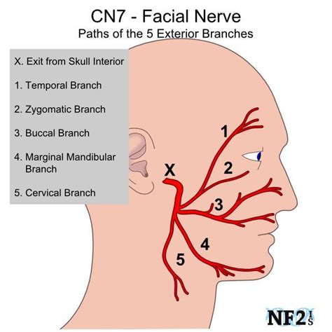 Image result for анатомия лица | Facial nerve, Nerve anatomy, Facial ...