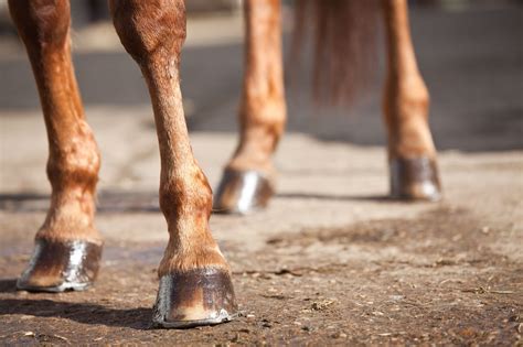 Ringbone Reality Check: What It Could Mean for Your Horse - Horse Rookie