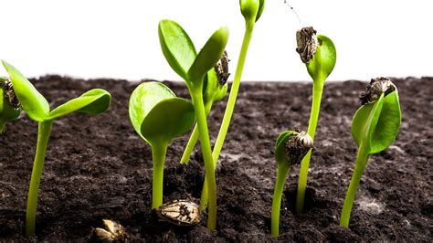 Sunflower Seeds Germination and Growth Time Lapse - YouTube