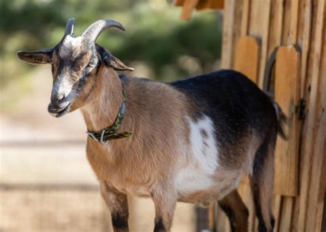 15 Best Small Goat Breeds for Pets