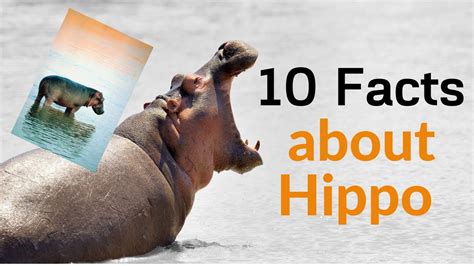 Top 10 Amazing Facts About Hippo - YouTube