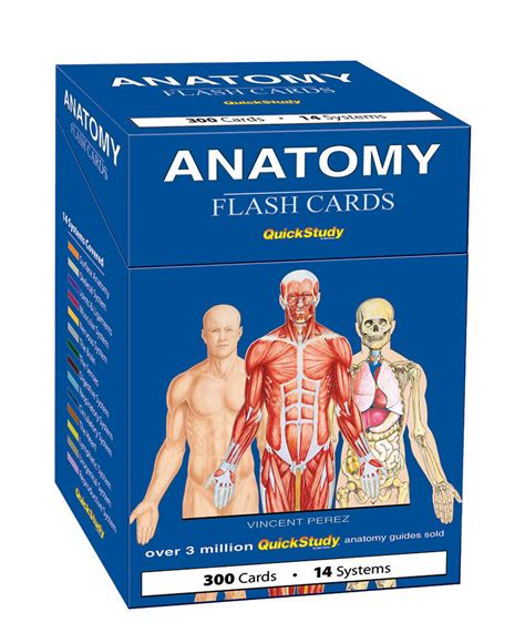 Anatomy Flash Cards-BC-204237