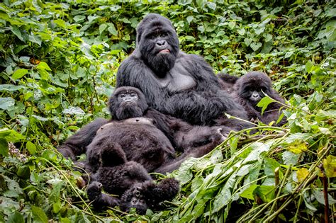 The Mountain Gorilla: Gentle Giants - Africa Geographic