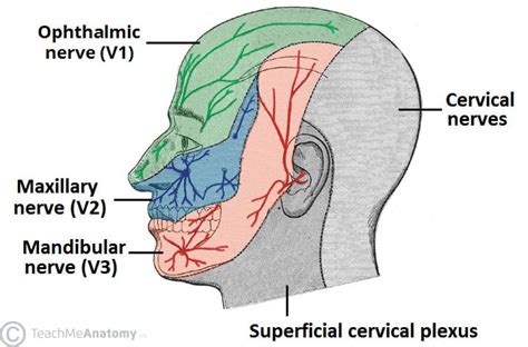 The Trigeminal Nerve (CN V) - Course - Divisions - TeachMeAnatomy