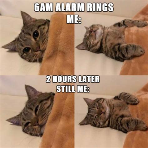 100 Funniest Cat Memes Ever (2022)