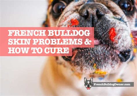 Bulldog Dermatitis Treatment | lupon.gov.ph