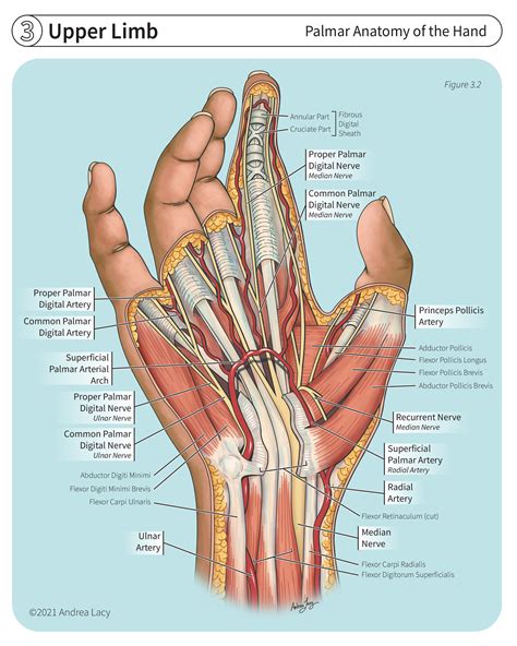 ArtStation - Palmar Anatomy of the Hand