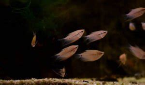 Pearl Gourami Care: Tank Mates, Setup, Diet & Breeding