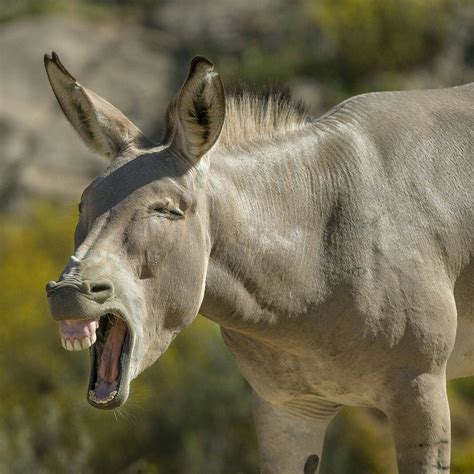 Donkey Funny, Baby Donkey, Cute Donkey, Big Animals, Cute Funny Animals ...