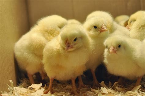 🔥 Download Wallpaper U Cute Beautiful Chickens HD by @fchase | Baby ...