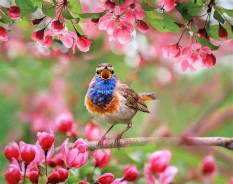 30 Best Spring Flowers to Spruce up Your Garden