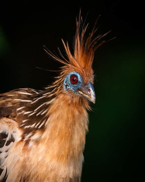 Hoatzin | Sean Crane Photography