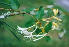 Caprifoliaceae - Wikipedia