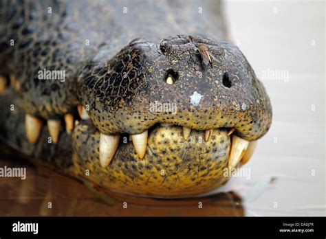 spectacled caiman (Caiman crocodilus), tooth peering through a nostril ...