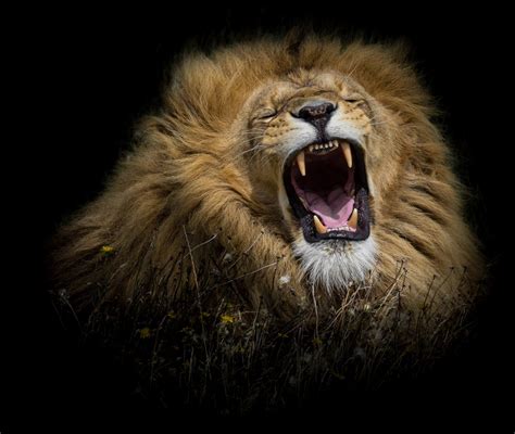 Download Roar Face Animal Lion HD Wallpaper