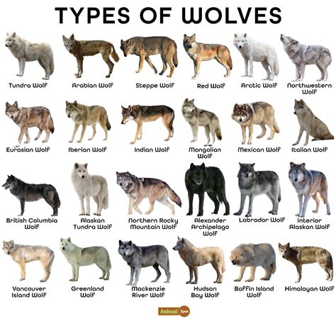 Wolf Facts, Types, Diet, Reproduction, Classification, Pictures