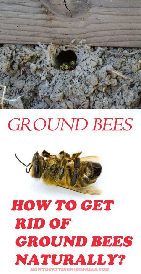 Ground Nesting Bees: How to Keep Them Away Naturally | Getting rid of ...