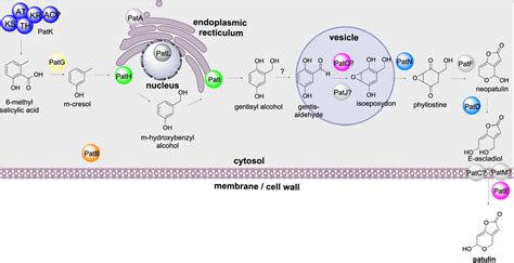 The sub-cellular biosynthesis of patulin. The final biosynthetic ...