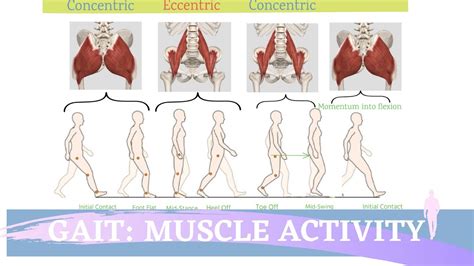 Gait Muscular Activity & Action - YouTube