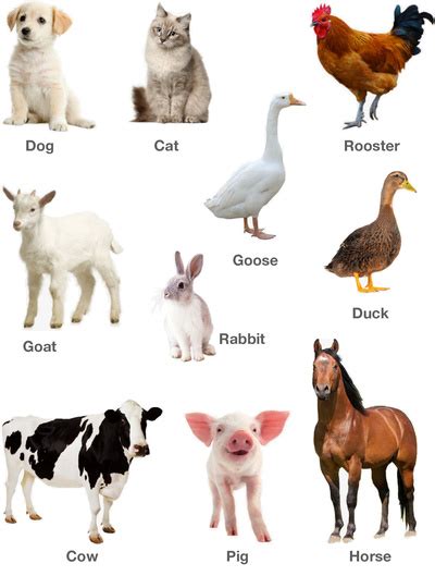 Learning various domestic animals and pets with pictures | Free ...