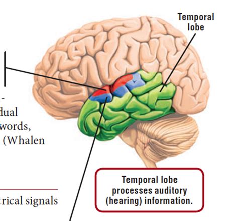 NERVOUS SYSTEM on emaze