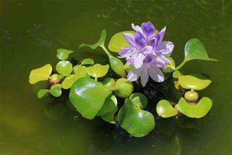 Water Hyacinth | Aquatic Biologists, Inc.