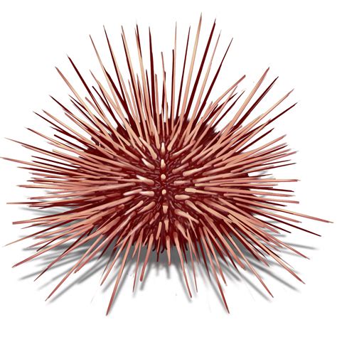 Collection of PNG Sea Urchin. | PlusPNG