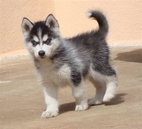 Alaskan Husky Puppy Price Information | PETSIDI