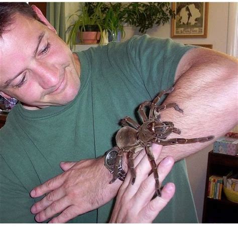 Goliath Birdeater Tarantula - The Largest Spider in the World