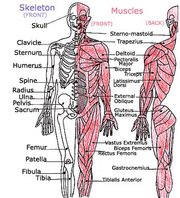 Explore Your Muscles with this Diagram