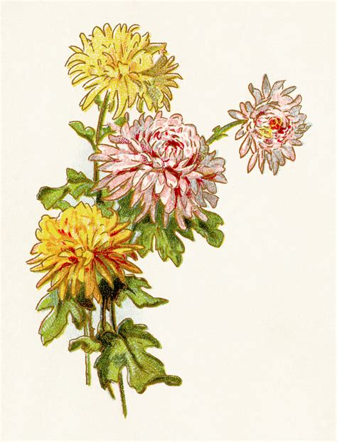 Vintage Flower Illustrations Clip Art Images - The Old Design Shop