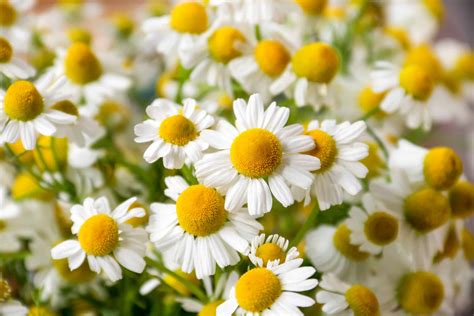 Is Chamomile Perennial Or Annual? - A-Z Animals