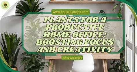 Plants For A Productive Home Office: Boosting Focus And Creativity ...