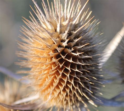 Spiky Field Plant - Dipsacus laciniatus (cut-leaved teasel) image ...