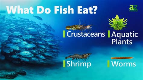 What Do Fish Eat? - IMP WORLD