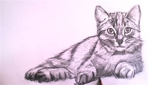 How To Draw A Realistic Cat Step By Step