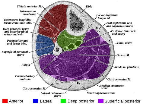 Gray - Drawing Fascial leg compartments in cross-section - English ...